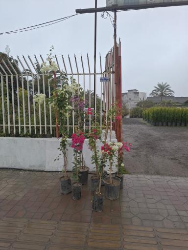 عکس نهالستان و گلخانه رسا