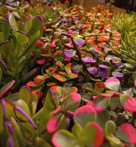 عکس مجموعه بازار گل و گیاه شهید لشکری