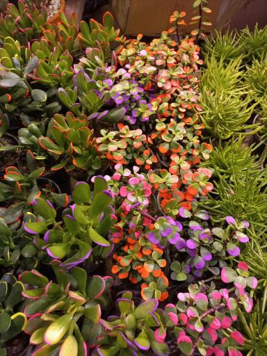 عکس مجموعه بازار گل و گیاه شهید لشکری