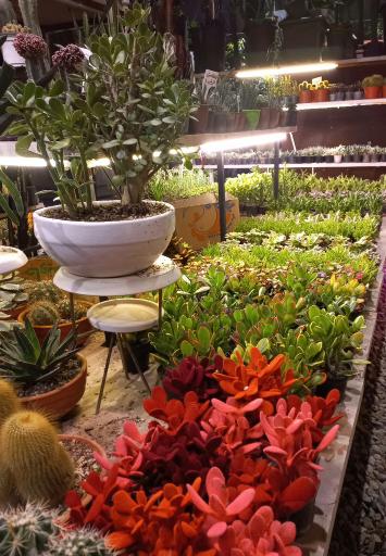 عکس مجموعه بازار گل و گیاه شهید لشکری