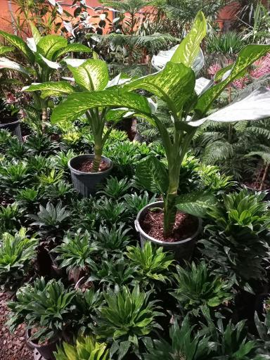 عکس مجموعه بازار گل و گیاه شهید لشکری