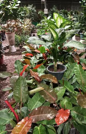 عکس مجموعه بازار گل و گیاه شهید لشکری