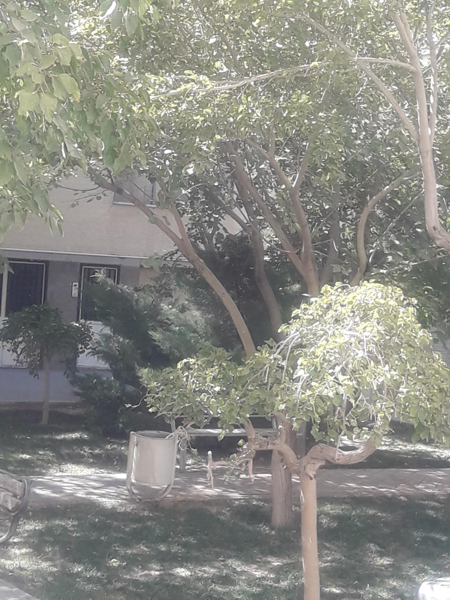 عکس بوستان اطلس