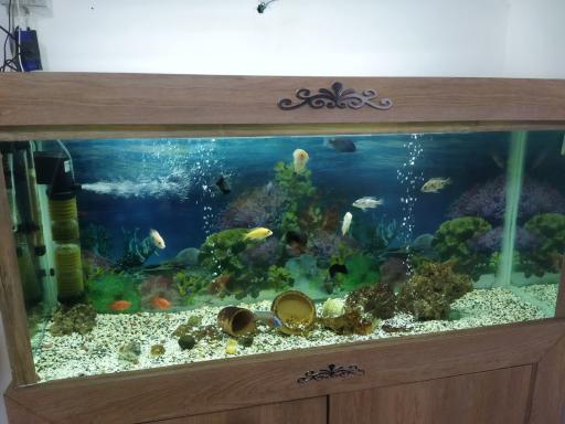 عکس آکواریوم تهران