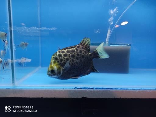 آکواریوم تهران