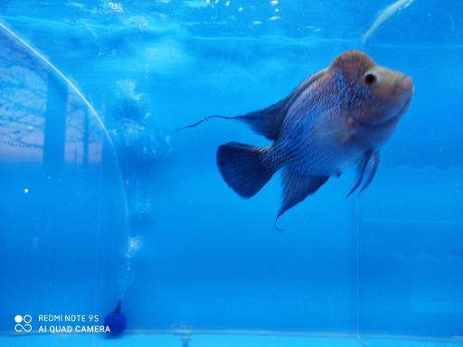 آکواریوم تهران