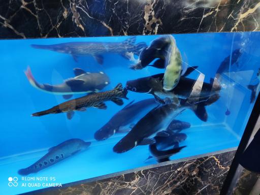 آکواریوم تهران