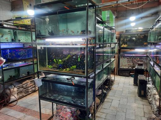 عکس آکواریوم نمو