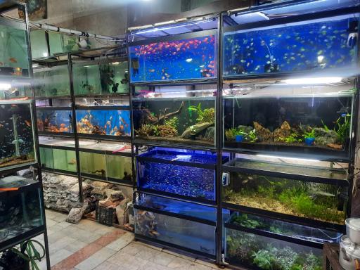 عکس آکواریوم نمو