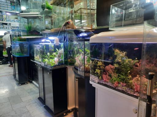 عکس آکواریوم نمو