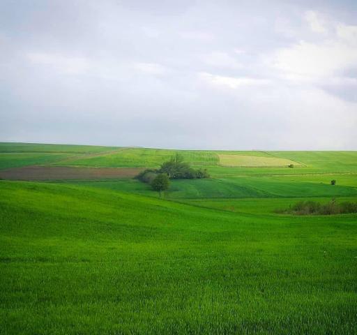 عکس اقامتگاه بابونه