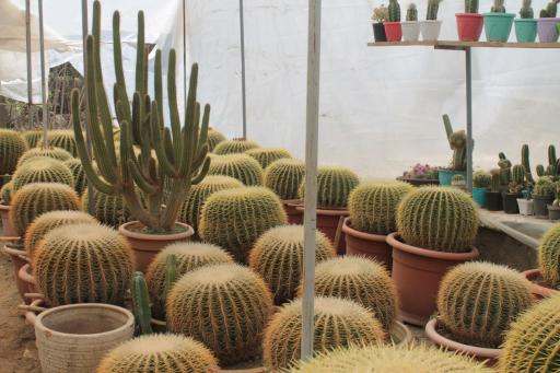 عکس کاووس نثاری (کاکتوکاوس)