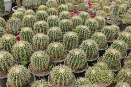 عکس کاووس نثاری (کاکتوکاوس)