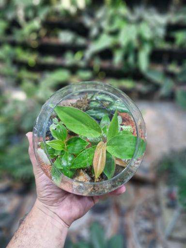 عکس گلخانه سبزکوش 