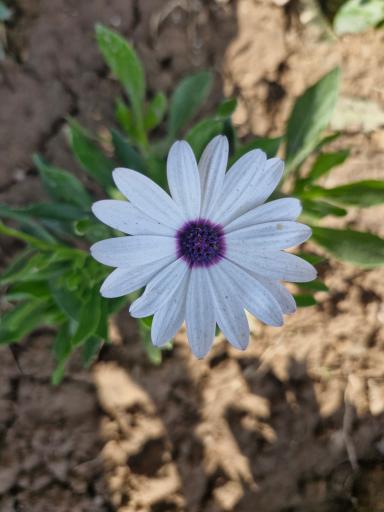 گلخانه سبزکوش 