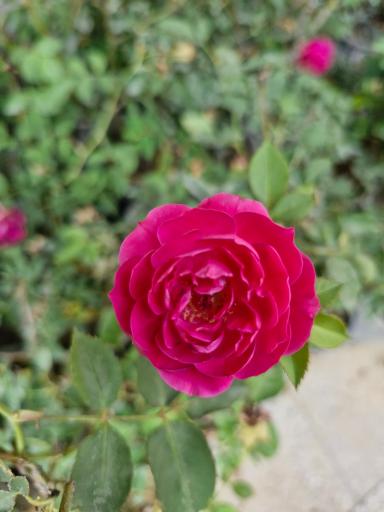 گلخانه سبزکوش 