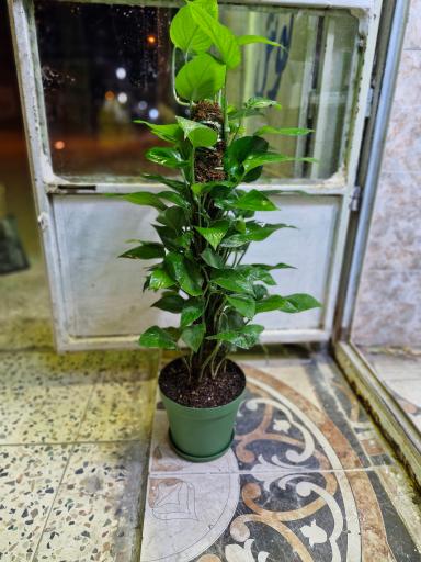 عکس گلخانه سبزکوش 