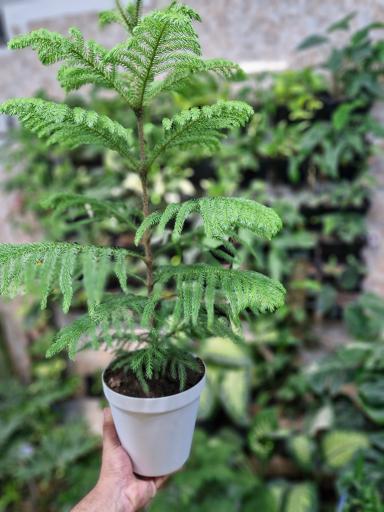 گلخانه سبزکوش 