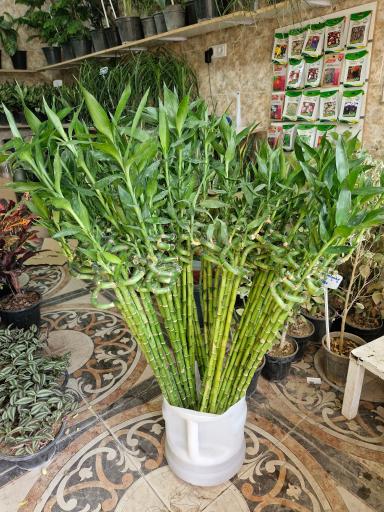 گلخانه سبزکوش 