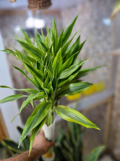 عکس گلخانه سبزکوش 