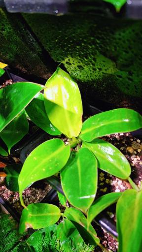 عکس گلخانه سبزکوش 