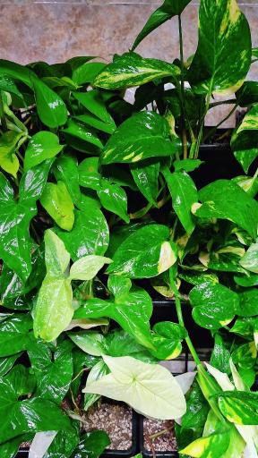 عکس گلخانه سبزکوش 