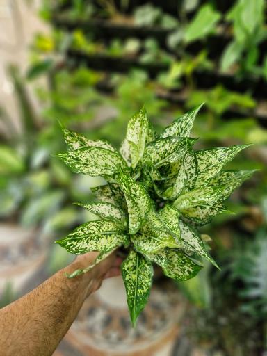 گلخانه سبزکوش 