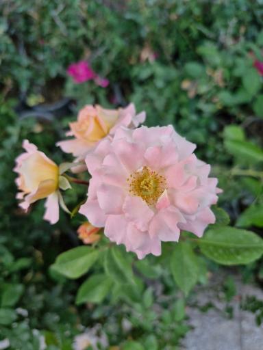 گلخانه سبزکوش 