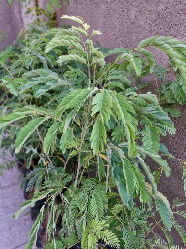 گلخانه سبزکوش 