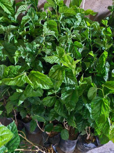 عکس گلخانه سبزکوش 