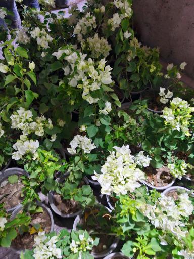 عکس گلخانه سبزکوش 