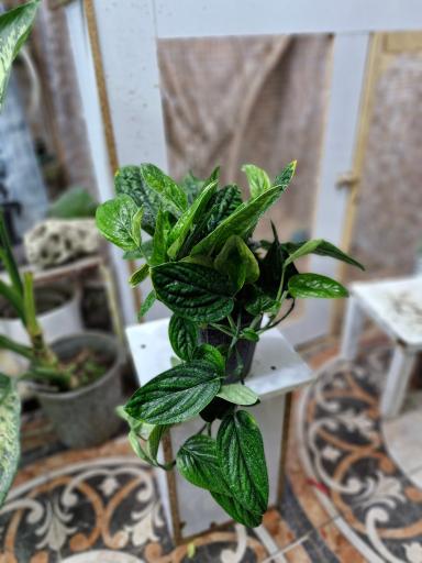 عکس گلخانه سبزکوش 