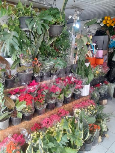 عکس گلسرای سوگل