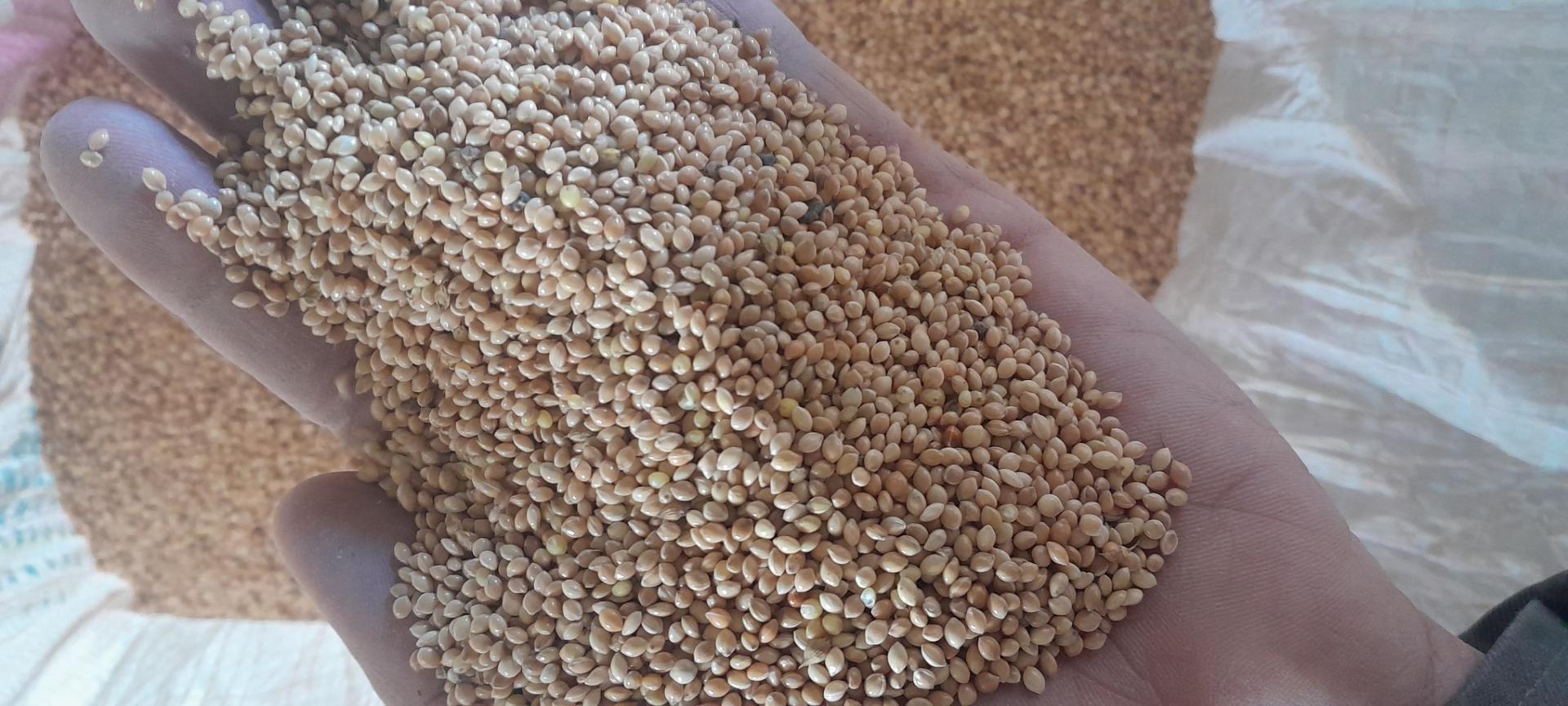 عکس خوراک پرنده