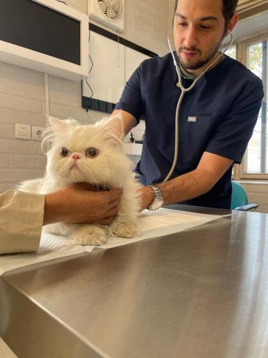 عکس بیمارستان دامپزشکی ماندگار