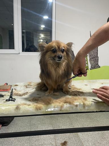 عکس بیمارستان دامپزشکی ماندگار