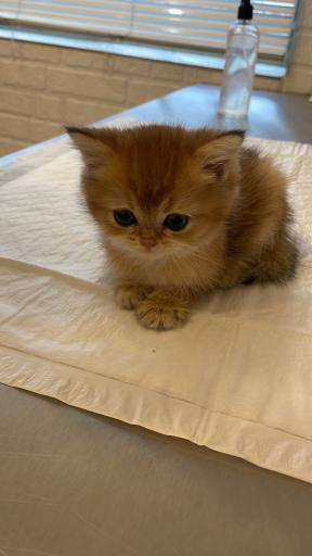 عکس بیمارستان دامپزشکی ماندگار