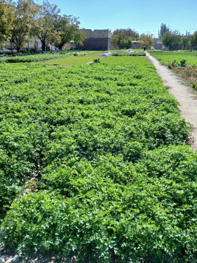 سبزی کاری حاج سعیدالله وپسران