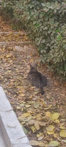 عکس خانه هنر دستان