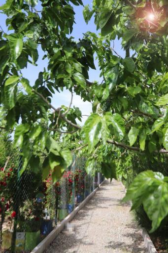 عکس دانشگاه غیرانتفاعی شهاب دانش