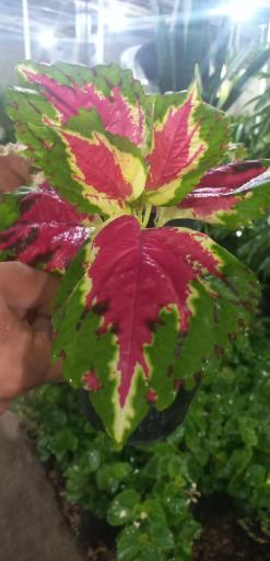 عکس گلخانه گل آذین 