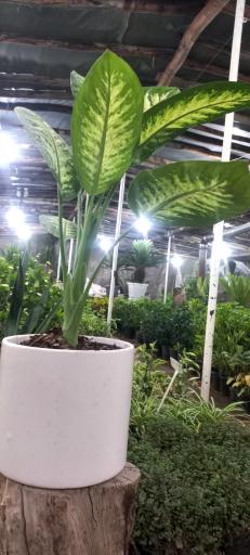 عکس گلخانه گل آذین 