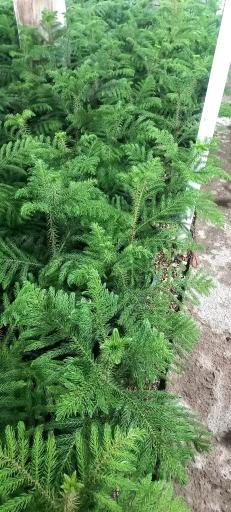 عکس گلخانه گل آذین 