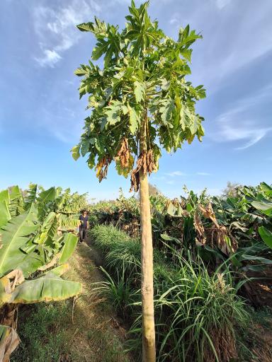 عکس زر آباد