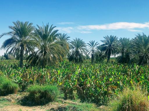 عکس زر آباد