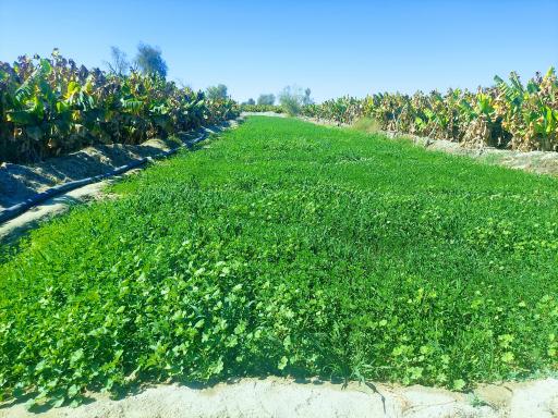 عکس زر آباد