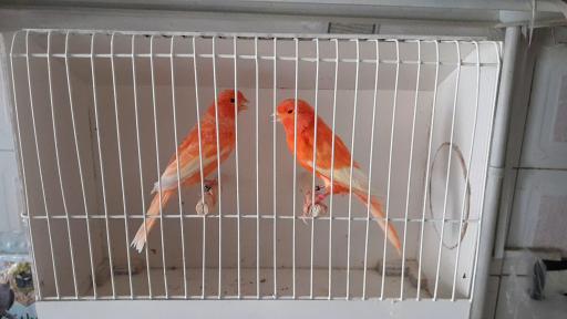 عکس قناری کوروش