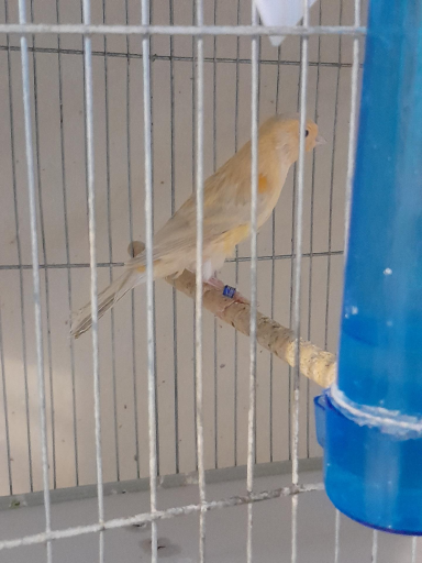 عکس قناری کوروش