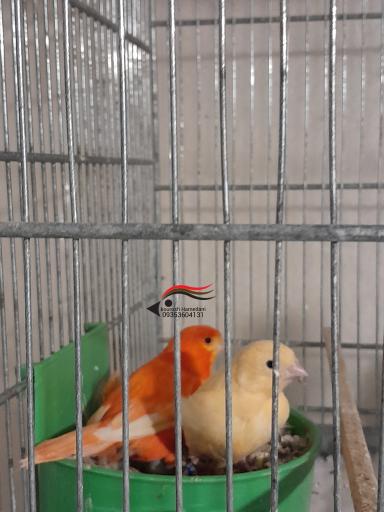 عکس قناری کوروش