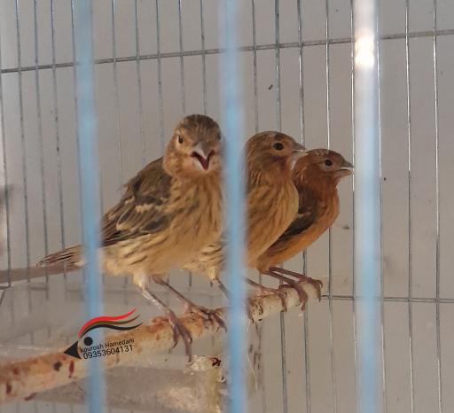 عکس قناری کوروش